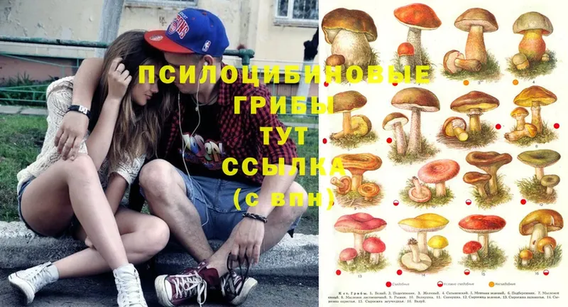 Псилоцибиновые грибы MAGIC MUSHROOMS  Карачаевск 